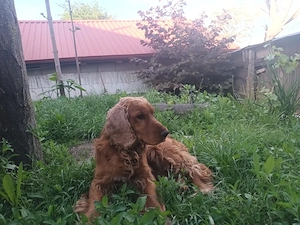 cocker spaniel  - imagine 2