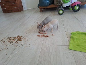 Băiat si fetiță mini Chihuahua  - imagine 3