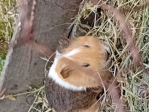 Vand porcusori de guinea (cobai