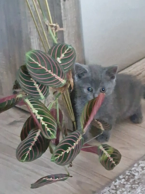 Băieței British Shorthair Blue  - imagine 2