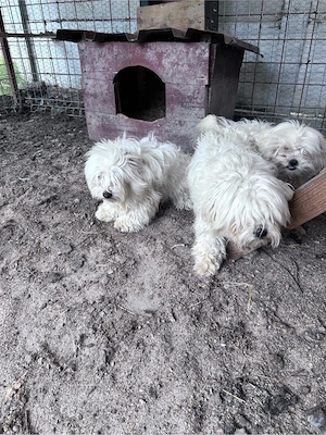 Bichon 1 an - imagine 2