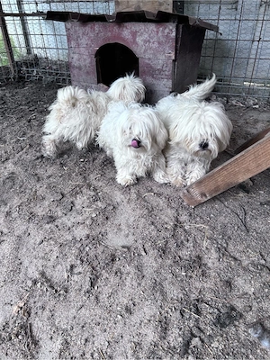 Bichon 1 an
