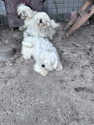 Bichon 1 an - imagine 3