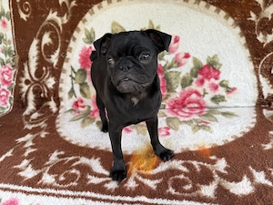 Pui mops de 5 luni  - imagine 3