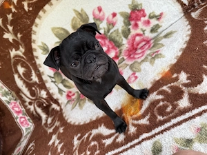 Pui mops de 5 luni  - imagine 5