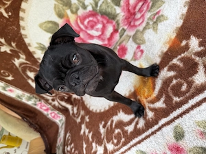 Pui mops de 5 luni  - imagine 2