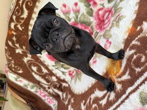 Pui mops de 5 luni 