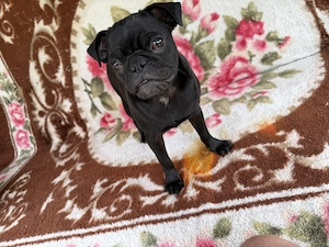 Pui mops de 5 luni  - imagine 4