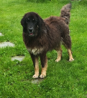Femelă Mastiff Tibetan 