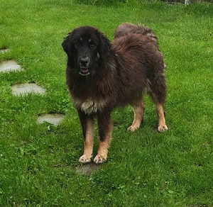 Femelă Mastiff Tibetan  - imagine 2
