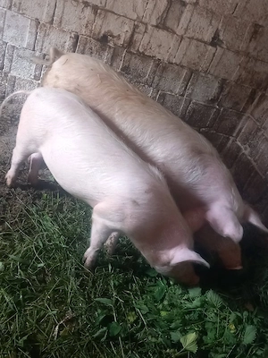 Porci 85, 145 de kg - imagine 2