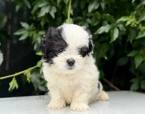 Pui mascul Shih Tzu! - imagine 4