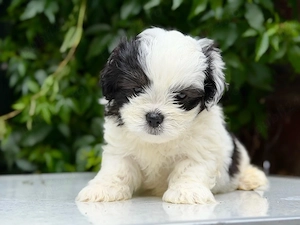 Pui mascul Shih Tzu! - imagine 3