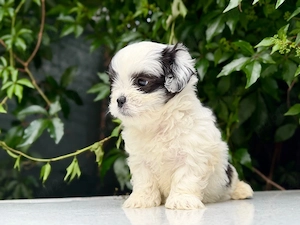 Pui mascul Shih Tzu! - imagine 5