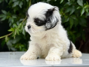 Pui mascul Shih Tzu!