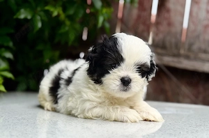Pui mascul Shih Tzu! - imagine 2