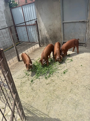 Disponibile 4 scrofițe rasa DUROC !!!