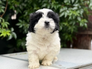 Femela Shih Tzu! - imagine 3