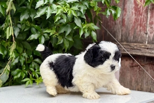 Femela Shih Tzu! - imagine 4