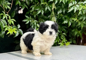 Femela Shih Tzu! - imagine 5