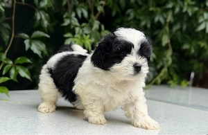Femela Shih Tzu! - imagine 2