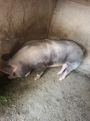 Porc Pietrain 