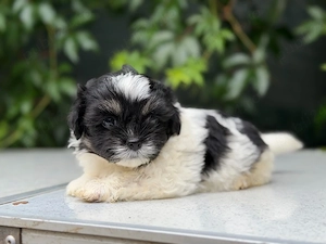Femela Shih Tzu! - imagine 4