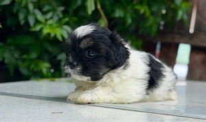 Femela Shih Tzu! - imagine 2