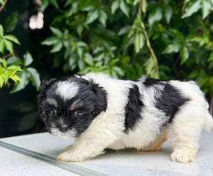 Femela Shih Tzu! - imagine 5