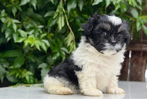 Femela Shih Tzu! - imagine 3
