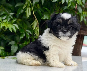 Femela Shih Tzu!