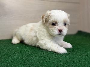 Femela Shih Tzu!