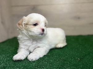 Femela Shih Tzu! - imagine 3