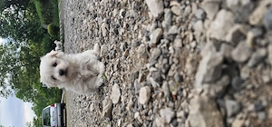 Vand bichon maltez - imagine 2