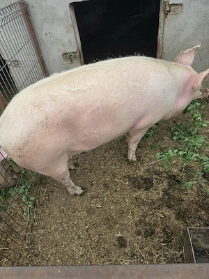 Porc de vânzare 
