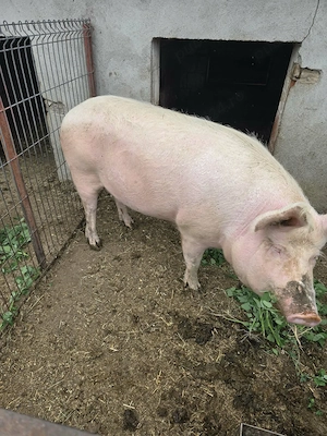 Porc de vânzare  - imagine 2