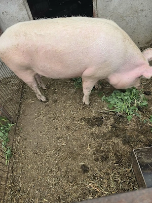 Porc de vânzare  - imagine 3