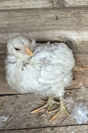 Vand 6 pui araucana