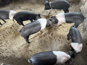 Purcei bazna de vanzare