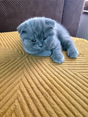 British shorthair( Scottish Fold) - imagine 5