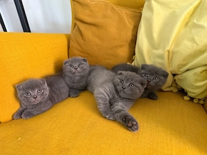 British shorthair( Scottish Fold) - imagine 2