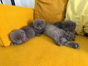 British shorthair( Scottish Fold) - imagine 4