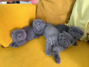 British shorthair( Scottish Fold) - imagine 3