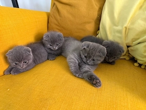 British shorthair( Scottish Fold)