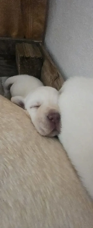 Pui Labrador  - imagine 2