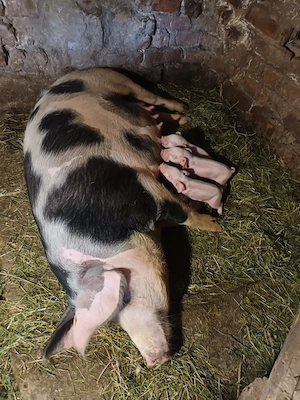 purcica fatata cu 3 purcei