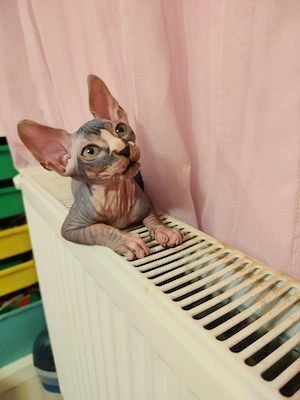 Pui Sphynx si Elf Sphynx, nascuti 17.03, deparazitati. - imagine 5
