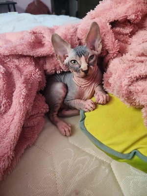 Pui Sphynx si Elf Sphynx, nascuti 17.03, deparazitati. - imagine 2