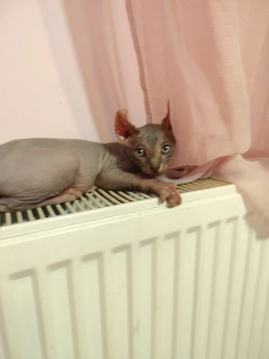 Pui Sphynx si Elf Sphynx, nascuti 17.03, deparazitati. - imagine 3
