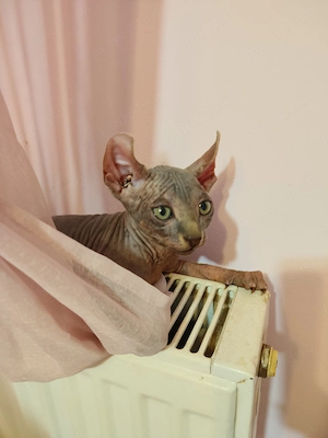 Pui Sphynx si Elf Sphynx, nascuti 17.03, deparazitati. - imagine 4